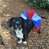 July 4th Doggie Tutu DIY on dog